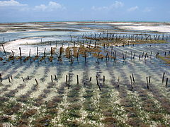 Aquaculture d'algues rouges.