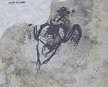 Archaeorhynchus - Палеозоологический музей Китая.jpg