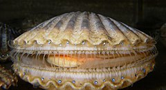 Argopecten irradians