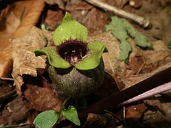 萼筒入口部の内面は濃紫色。中に雄蕊、花柱が見える。