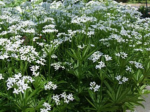 Möösken (Galium odoratum)