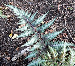 Japaninkeijunporras (Anisocampium niponicum)