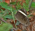 At Samsing in Darjeeling district of West Bengal, India