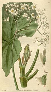 Miniatura para Begonia sect. Pritzelia