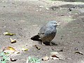 Vogel, Royal Botanical Gardens, Peradeniya