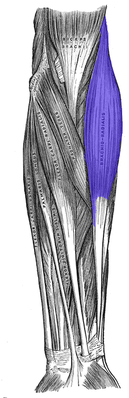 Плечелучевая мышца выделена синим