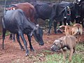 Cães OFB cercando bois