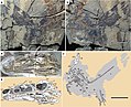צילומים ושחזור המאובן של קייהונג, דינוזאור מנוצה ממחוז חביי בסין, מראה נוצות ארוכות בעלות קולמוס על הזנב, ונוצות פלומה על הגוף ועל הראש.