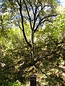 Canyon Live Oak tree in the park. A variety of fauna forage on the tree's acorns and foliage.