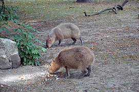 Capybara.