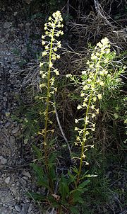 Miniatura para Reseda lanceolata