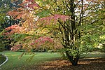 Vignette pour Cercidiphyllum japonicum