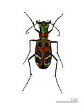 Miniatura para Cicindela chinensis