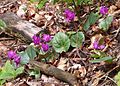 Alpska flora