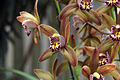 Cymbidium hybrid