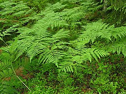 Didžialapis šakys (Pteridium aquilinum)