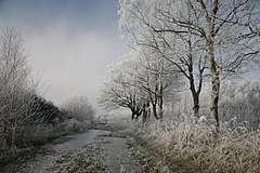 Met ruige rijp bedekte bomen in de Duitse deelstaat Nedersaksen.