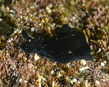 Dendrodoris nigra