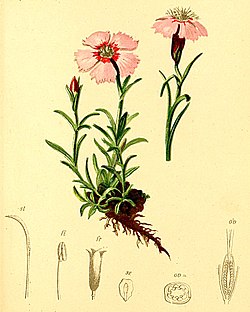Från Anton Hardinger: Atlas der Alpenflora, 1882