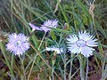 Hvozdík písečný (Dianthus arenarius)