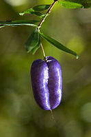 紫蘋果莓（英語：Billardiera longiflora） Purple apple-berry