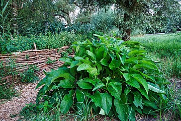 Echter Beinwell (Symphytum officinale), auch Wallwurz genannt