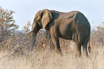 'n Savanne-olifant in die Krugerwildtuin