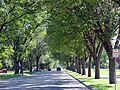 Elms in University Avenue, planted mid-twentieth century, Fargo, North Dakota (2005)