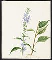 Campanula Americana, L. (Tall Bellflower), August 11, 1885