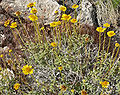 Encelia virginensis