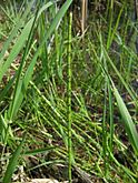 Equisetum palustre, marsh horsetail.