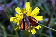 Essex skipper butterfly (Thymelicus lineola) female.JPG