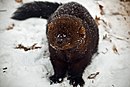 Fisher-face-snow - Западная Вирджиния - ForestWander.jpg