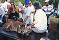 Florida panther at Audubon Society's Possum Long Nature, Center, Stuart, Florida, September, 1992