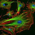 Endothelzellen unter dem Fluoreszenzmikroskop