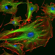 Endothelial cells under the microscope. Nuclei are stained blue with DAPI, microtubules are marked green by an antibody bound to FITC and actin filaments are labeled red with phalloidin bound to TRITC. Bovine pulmonary artery endothelial (BPAE) cells