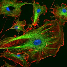 As células endoteliais sob o microscópio. Os núcleos são manchadis de azul com DAPI, os microtúbulos são marcados de verde por um anticorpo ligado ao FITC e filamentos de actina são rotulados em vermelho com a faloidina ligada ao TRITC. Células endoteliais da artéria pulmonar bovina (BPAE)