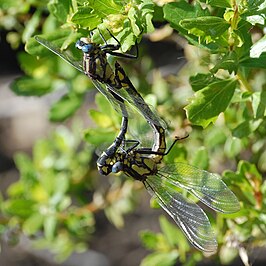 Phanogomphus kurilis