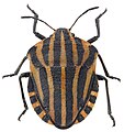 Streifenwanze (Graphosoma italicum)