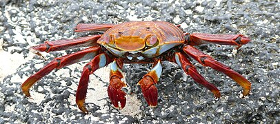 du crabe rouge…