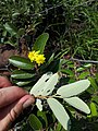 Leaves and flowers of Grewia rogersii.