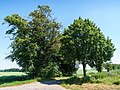 Vierlinden am Nonnenweg