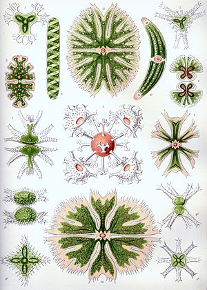 Planche d’illustration d’algues vertes unicellulaires.