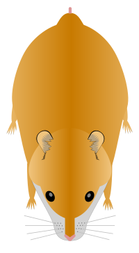 http://upload.wikimedia.org/wikipedia/commons/thumb/0/09/Hamster_-_Syrian.svg/200px-Hamster_-_Syrian.svg.png