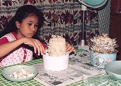 Harvesting oyster mushroom Pleurotus ostreatus cultivated using spawns embedded in sawdust mixture placed in plastic containers Harvestingoystermushroomcultivatedinbaggedsawdustmixture.jpg