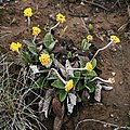 Helichrysum nudifolium var. pilosellum