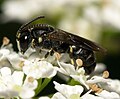 Hylaeus signatus (resedamaskebi)