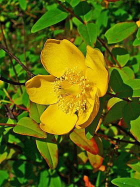 Kinesisk perikon (Hypericum hookerianum) Foto: H. Zell