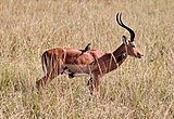 A mature impala ram in Mikumi National Park, Tanzania with some red-billed oxpeckers