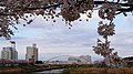 周辺の堤防には約90本の桜が植えられており、本橋の春の風景を彩る